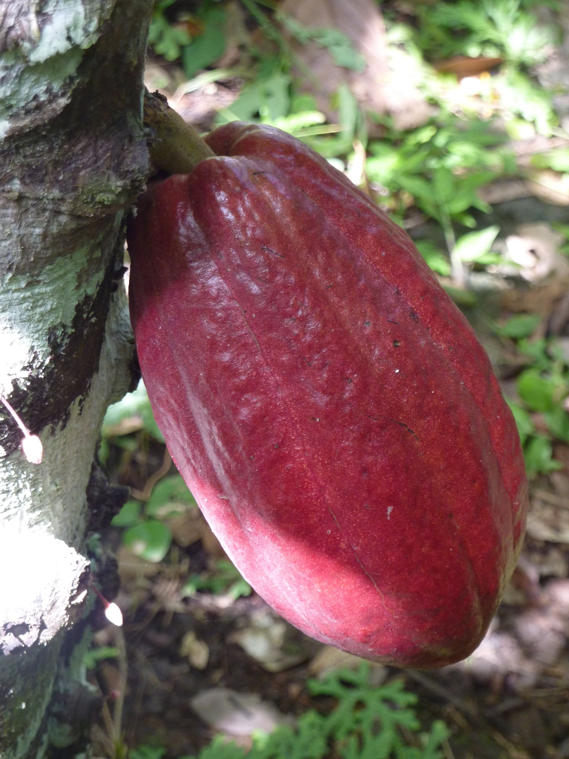 Belize