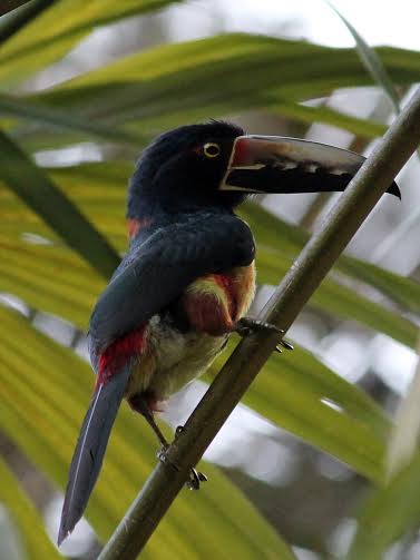 Belize