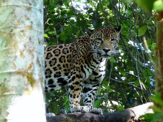 Jaguar