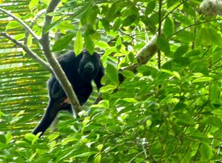 Monkey River Tour