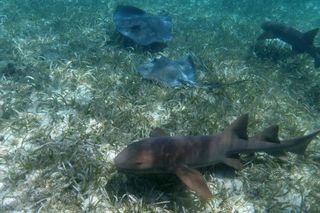 Hol Chan Marine Reserve and Shark Ray Alley