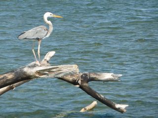 Ambergris Caye