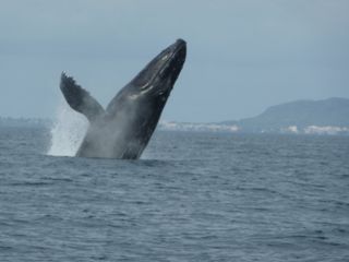 Costa Rica Tours