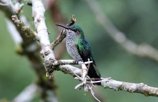 bird