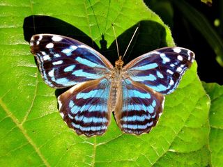 butterfly