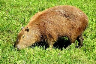 GARDENS OF IRELAND