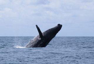 Costa Rica Tours