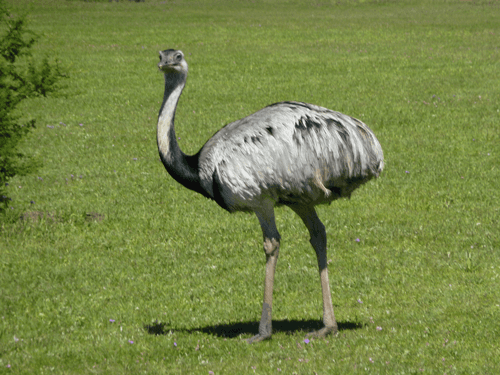 Ibera Marshes