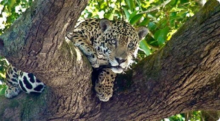Brazil Ecotours