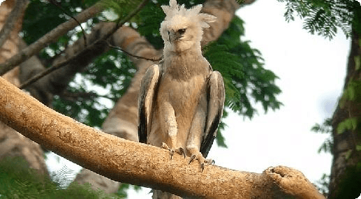 Brazil Ecotours