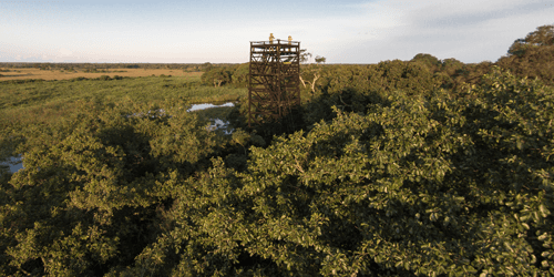 Pantanal