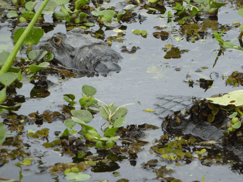 Ibera Marshes