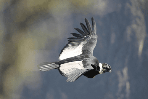 Southern Peru