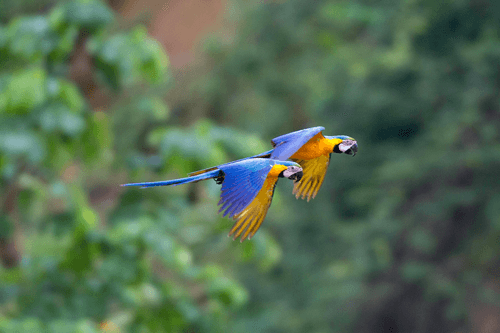 Peru