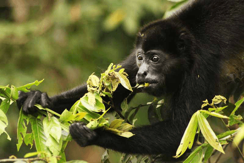 Costa Rica Tours