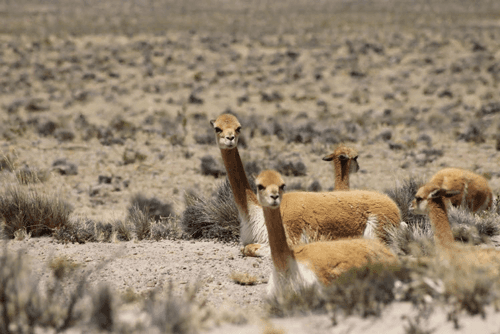 Southern Peru