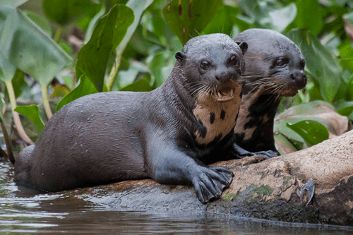 Pantanal
