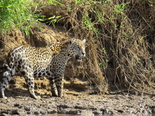Pantanal