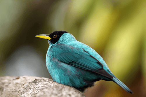 Costa Rica Tours