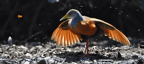 Pantanal