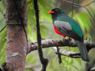 Costa Rica Tours