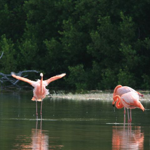enchanted island eco tours galapagos tours