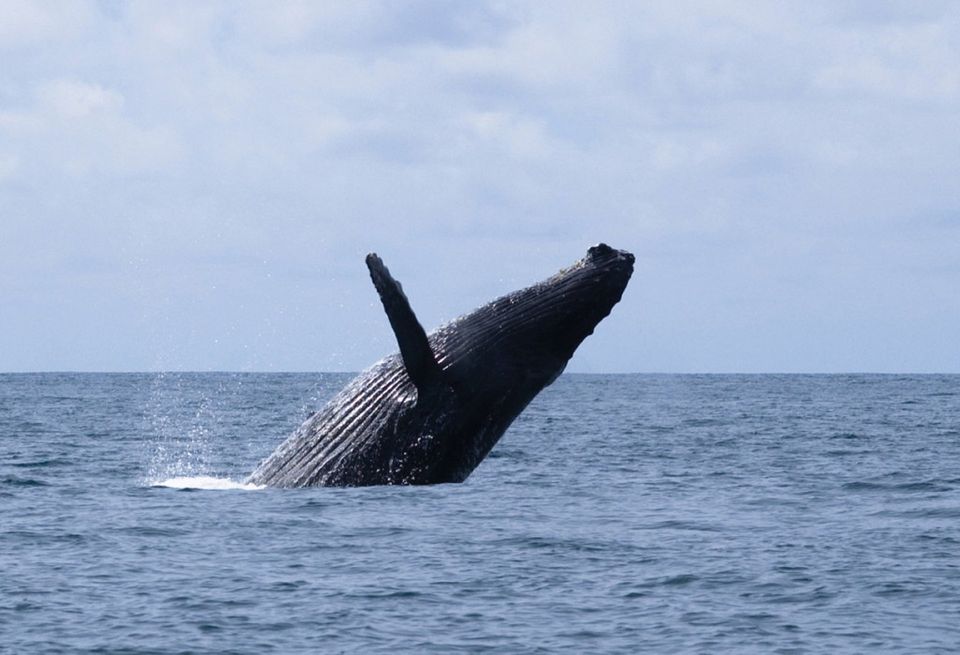 Humpback whale