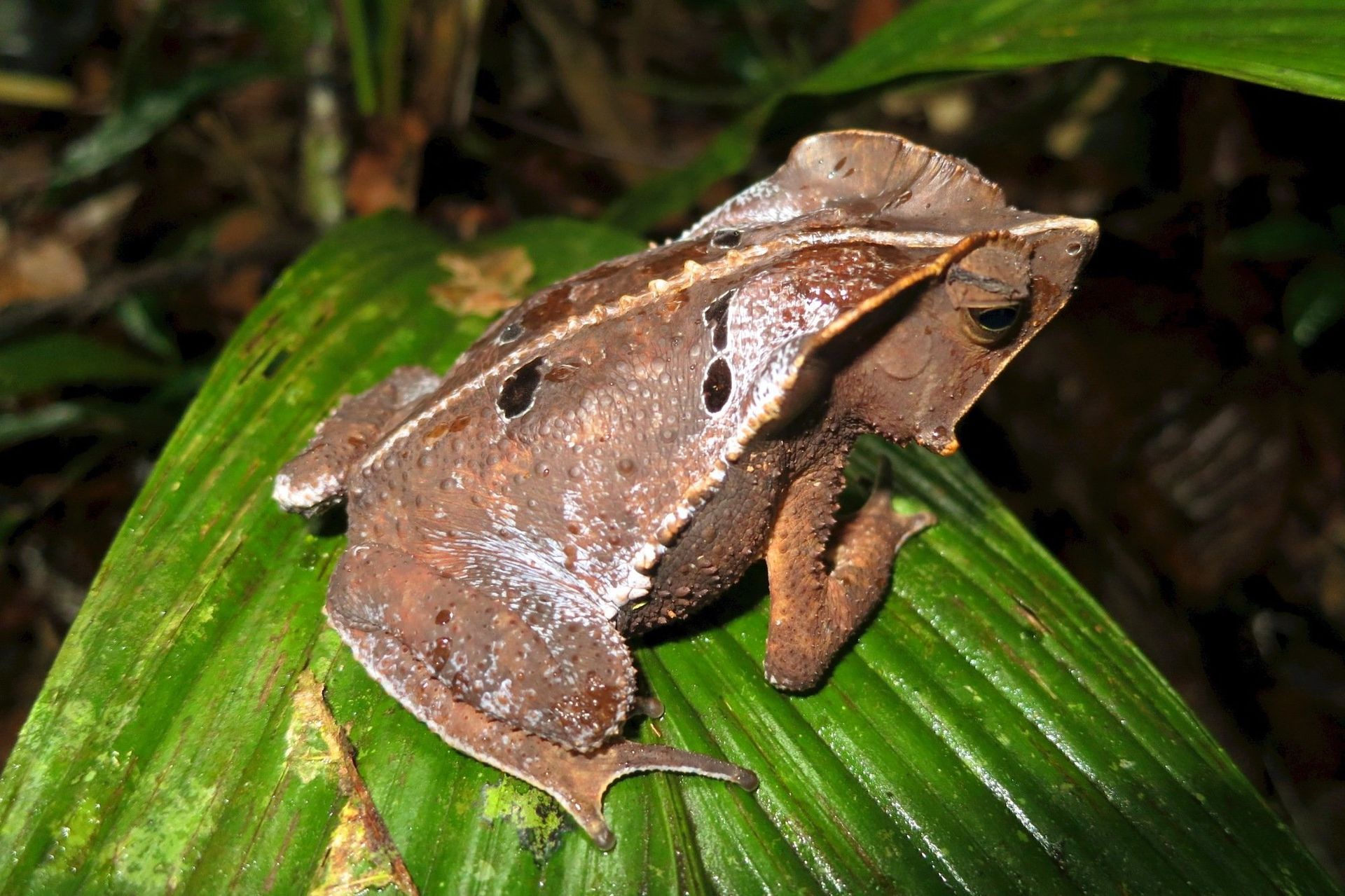 Ecuador