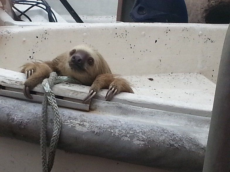 Wildlife Viewing