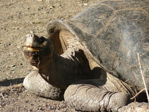 enchanted island eco tours galapagos tours