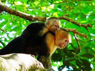 Costa Rica Tours