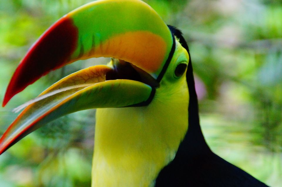 Wildlife