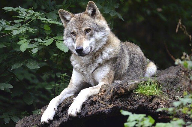 What’s On Your Wildlife Bucket List?