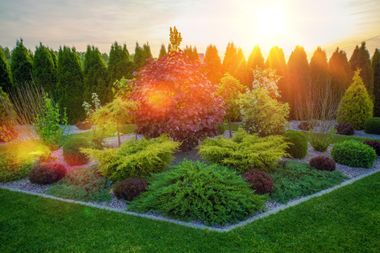 different plants with sunlight