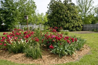red flowers in the garden