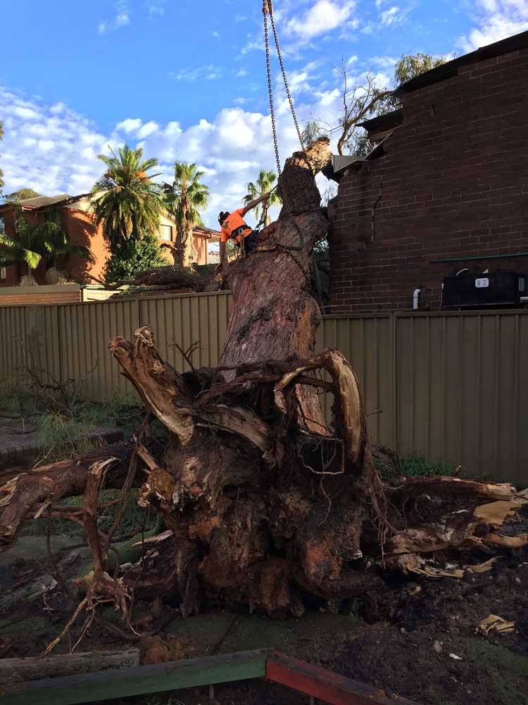 large tree roots
