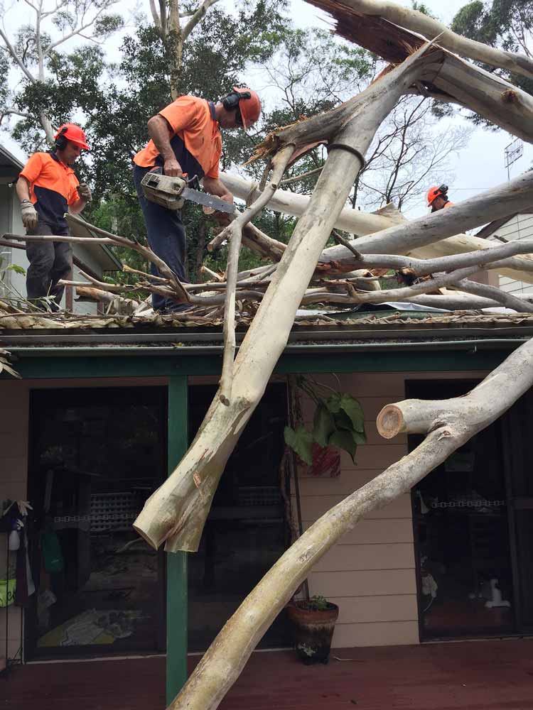 removing tree branches from building roof