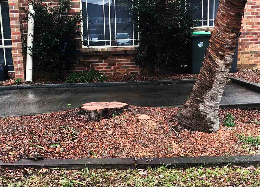 tree stump in ground
