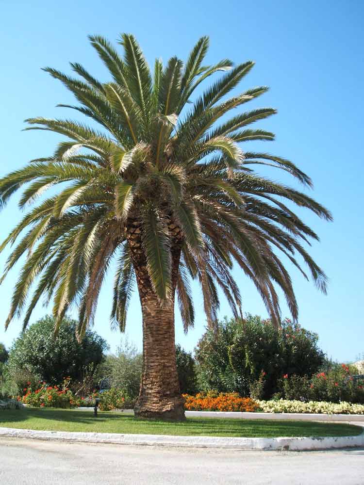 tall thick tree