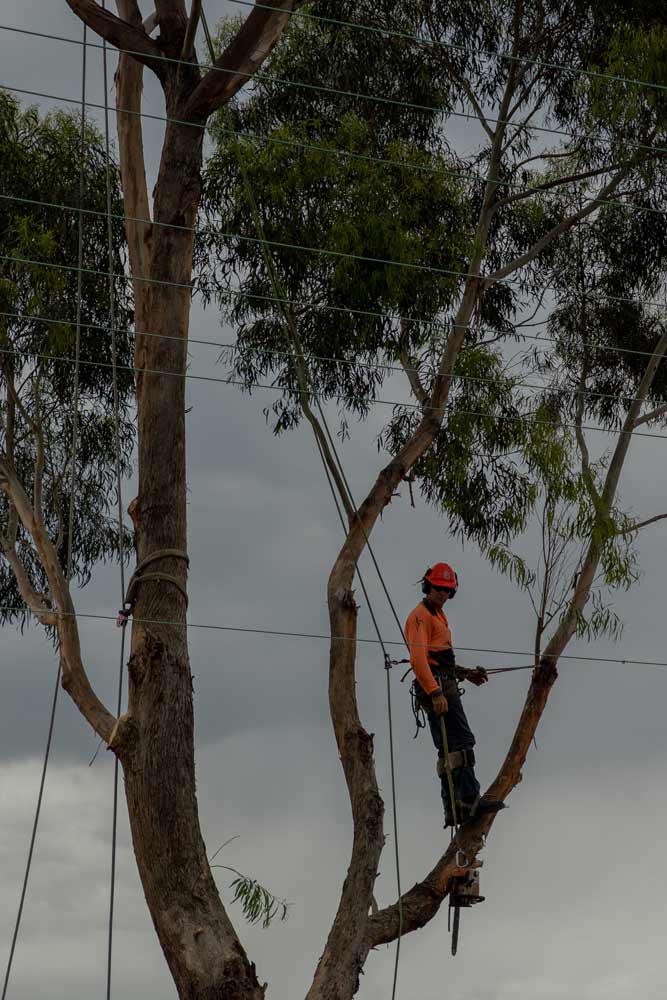 person standing in tall tree