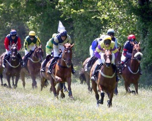 Axe Cale Point to Point Paddock Sponsor