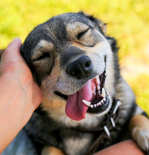 Pet Medicine — Cute Dog in Blair, NE Pet Medicine — Cute Dog in Blair, NE