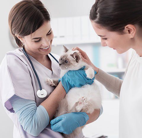 Wellness Exam — Woman and Pet Owner with Her Cat in Blair, NE Wellness Exam — Woman and Pet Owner with Her Cat in Blair, NE