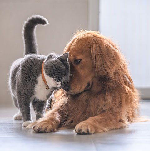 Veterinary Care — Cat and Dog in Blair, NE Veterinary Care — Cat and Dog in Blair, NE