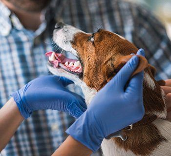 Dog Having Check Up — Wilbraham, MA — Eastfield Hospital for Animals Dog Having Check Up — Wilbraham, MA — Eastfield Hospital for Animals