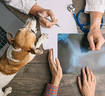 Dog X-ray Result — Wilbraham, MA — Eastfield Hospital for Animals