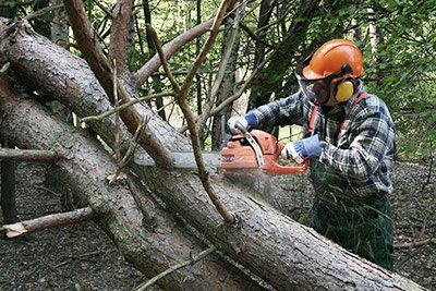 Tree service — Logging a large tree in North Palm Beach, FL Tree service — Logging a large tree in North Palm Beach, FL
