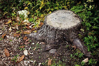 Stump Grinding — Tree trunk in North Palm Beach, FL Stump Grinding — Tree trunk in North Palm Beach, FL