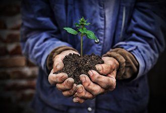 Tree Preservation — Plant in soil in North Palm Beach, FL Tree Preservation — Plant in soil in North Palm Beach, FL