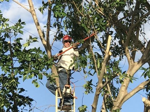 Tree Removal  — Cut Tree in North Palm Beach, FL